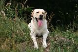 LABRADOR 1251